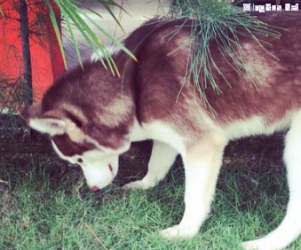 Dog Photo