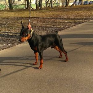 Dog Photo