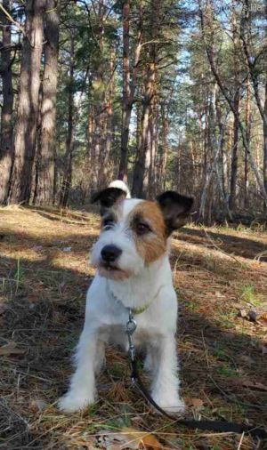 Dog Photo