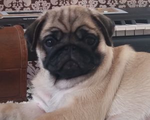 Dog Photo