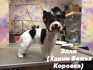 Dog Photo