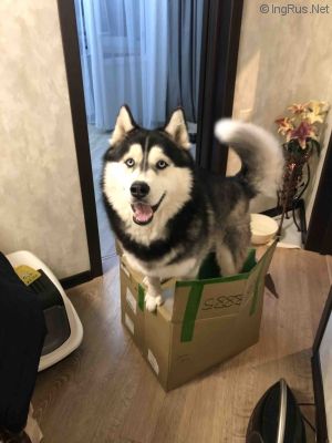 Dog Photo