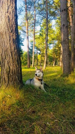 Dog Photo