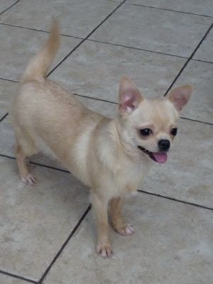 Dog Photo