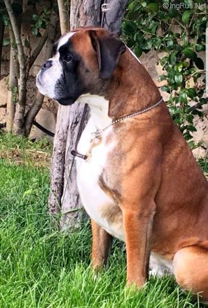 Dog Photo