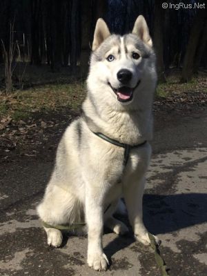 Dog Photo