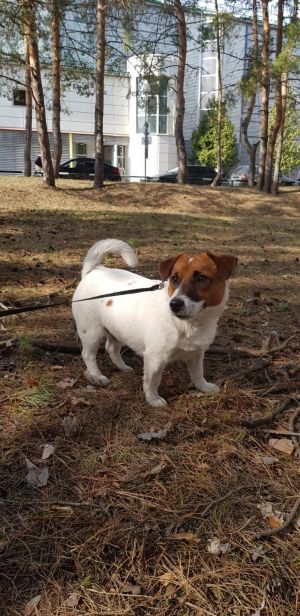 Dog Photo