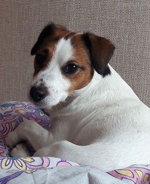 Dog Photo