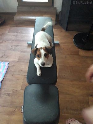 Dog Photo