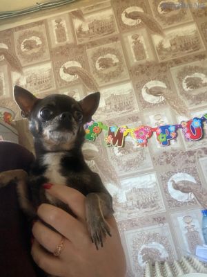 Dog Photo