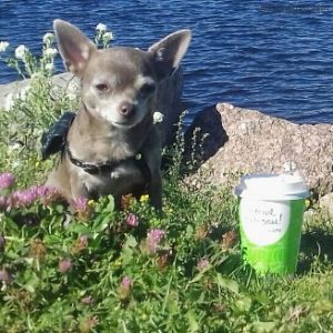Dog Photo