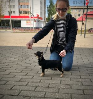 Dog Photo