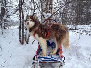 Dog Photo