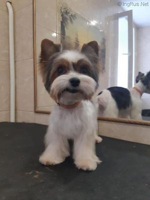Dog Photo