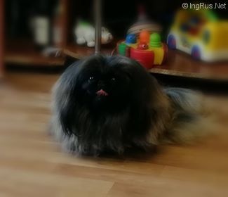 Dog Photo