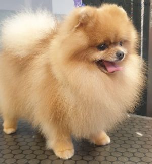 Dog Photo