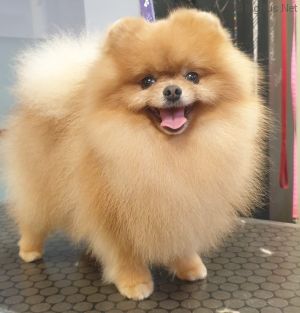 Dog Photo