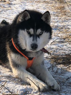 Dog Photo