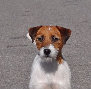 Dog Photo