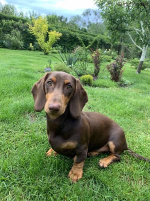 Dog Photo
