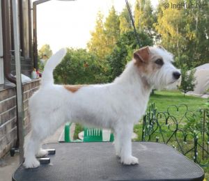 Dog Photo