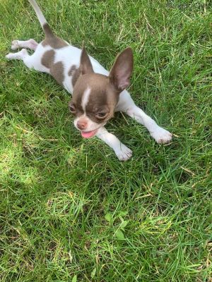Dog Photo