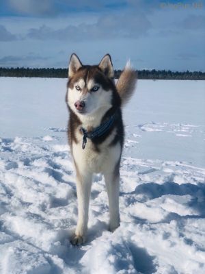 Dog Photo