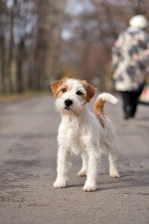 Dog Photo