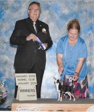 Dog Photo