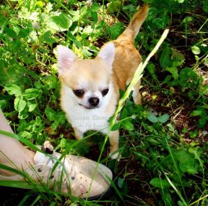 Dog Photo