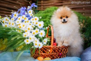 Dog Photo