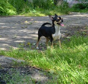 Dog Photo