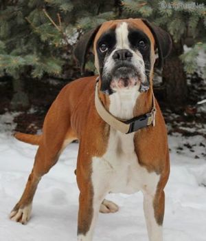 Dog Photo