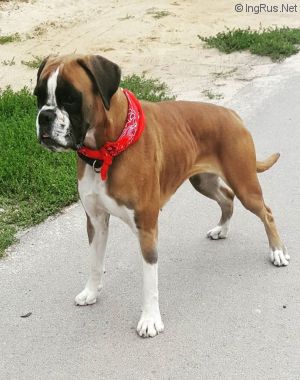 Dog Photo