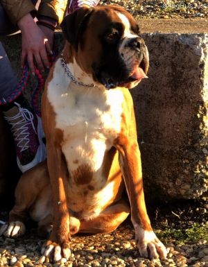 Dog Photo
