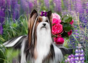 Dog Photo