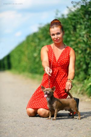 Dog Photo