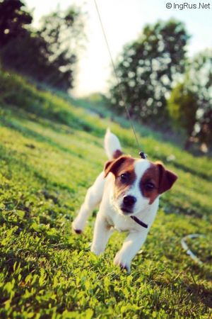 Dog Photo