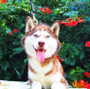 Dog Photo