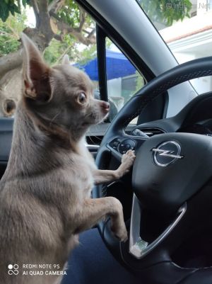 Dog Photo