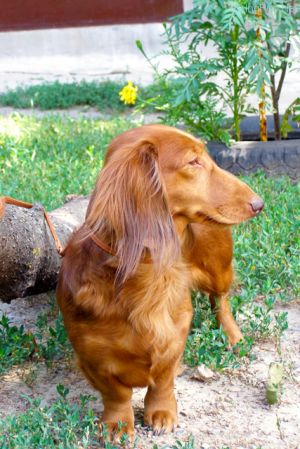 Dog Photo