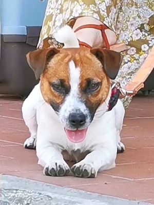 Dog Photo