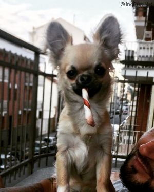 Dog Photo