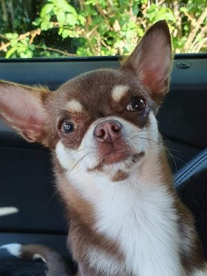 Dog Photo