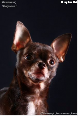 Dog Photo