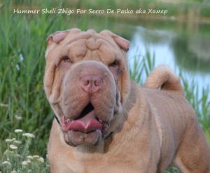 Dog Photo