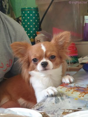 Dog Photo