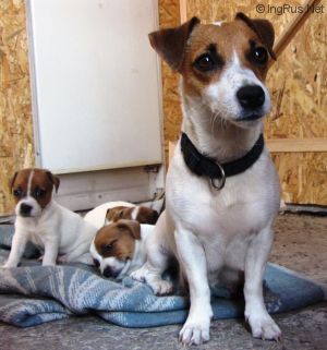 Dog Photo