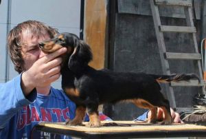 Dog Photo