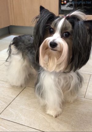 Dog Photo